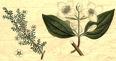 Illustration von Batsch zu einem seiner Bücher
