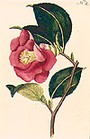 Camelie